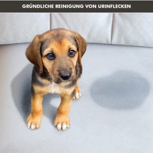 Štene sjedi na kauču uz malu mrlju – čišćenje namještaja od kućnih ljubimaca