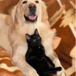 Kućni ljubimci na kauču – dlake i održavanje namještaja