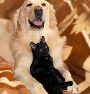 Kućni ljubimci na kauču – dlake i održavanje namještaja