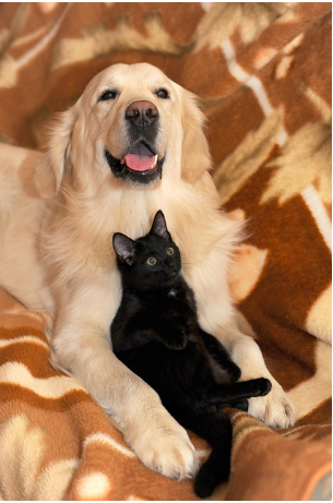 Kućni ljubimci na kauču – dlake i održavanje namještaja